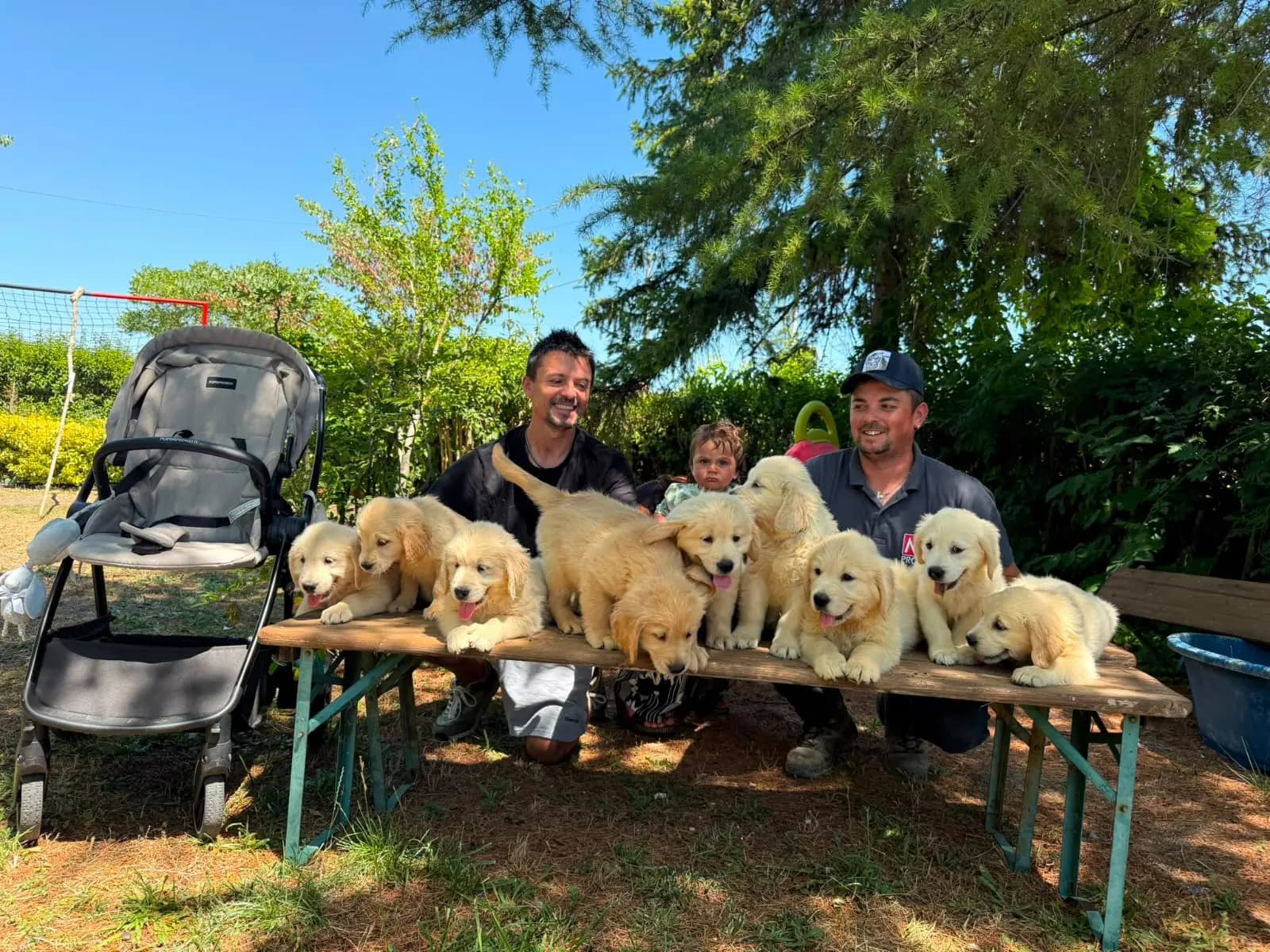 Alessandro Casertano con una cucciolata di Golden Retriever